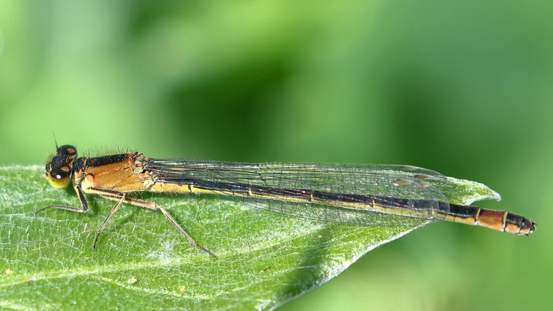 Lantaarntje, Ischnura elegans ♀