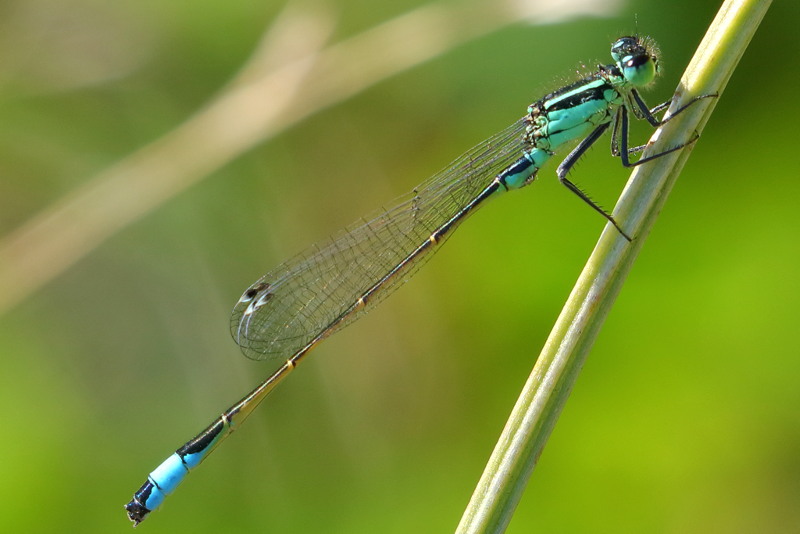 Lantaarntje, Ischnura elegans ♂