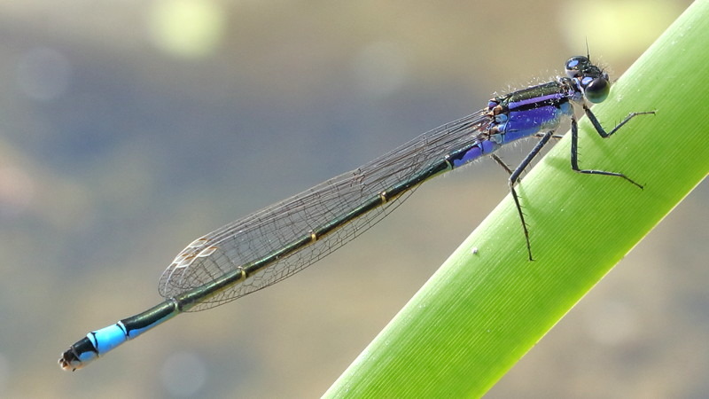 Lantaarntje, Ischnura elegans, jonge ♀