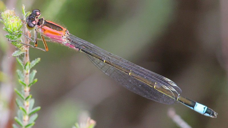 Lantaarntje, Ischnura elegans, jonge ♀