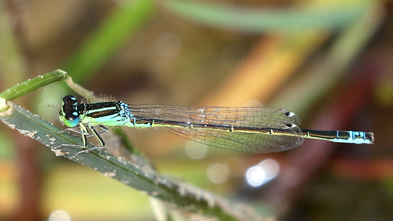 Tengere grasjuffer, Ischnura pumilio ♂