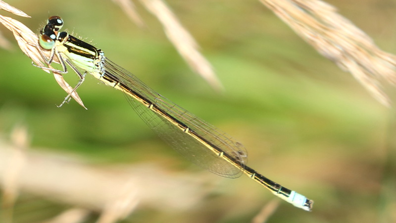 Tengere grasjuffer, Ischnura pumilio ♂