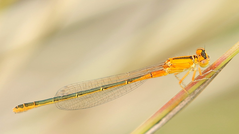 Tengere grasjuffer, Ischnura pumilio ♀ niet uitgekleurd