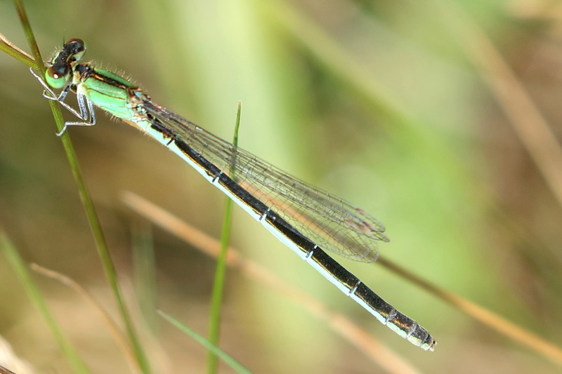Tengere grasjuffer, Ischnura pumilio ♀
