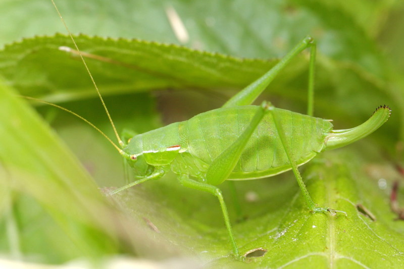 Duits propje, Isophya kraussii ♀ (CZ)