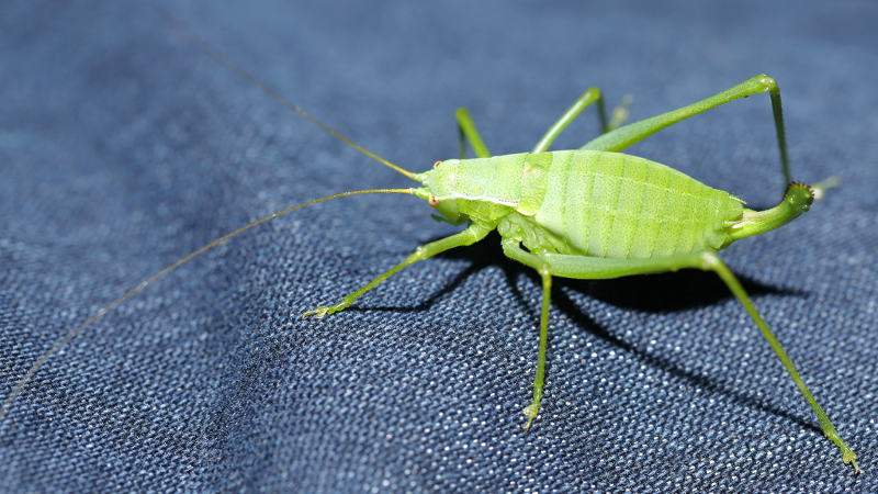 Pieninypropje, Isophya pienensis ♀ (SK)