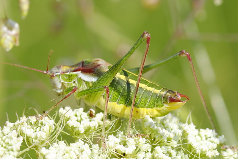 Bont propje, Isophya speciosa &male; (BG)