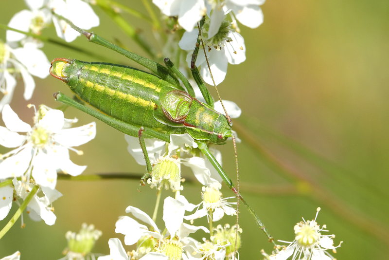 Bont propje, Isophya speciosa &male; (BG)