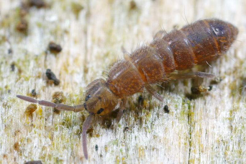 Isotoma anglicana