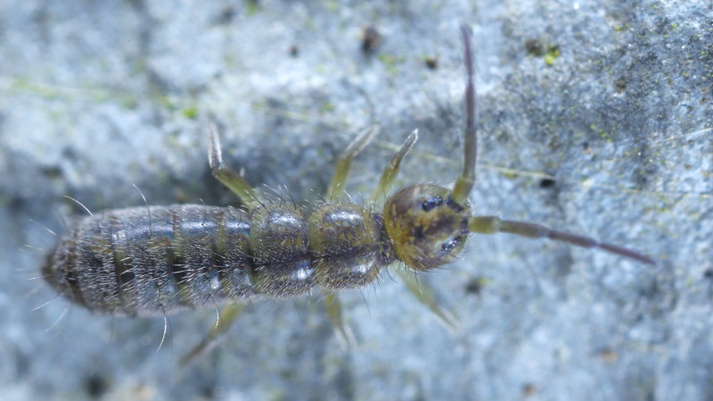 Isotoma anglicana