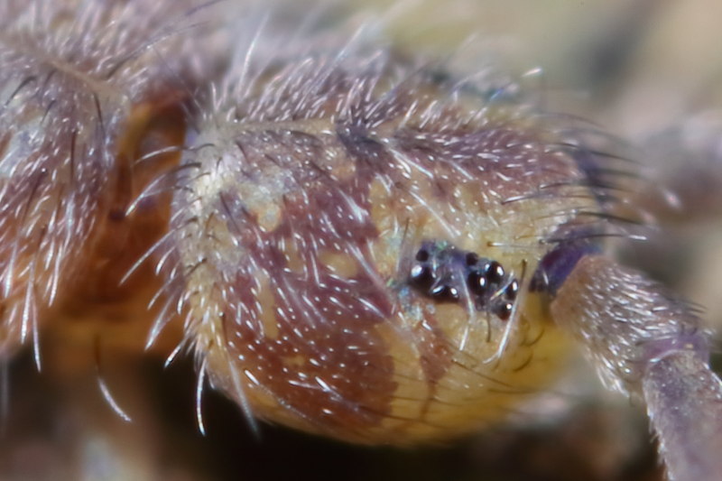 Isotoma anglicana