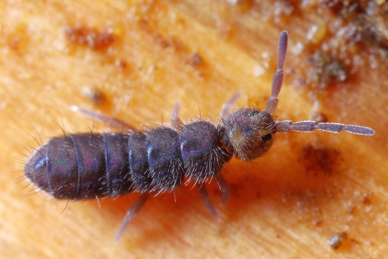 Isotoma caerulea