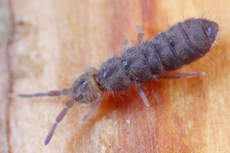 Isotoma caerulea