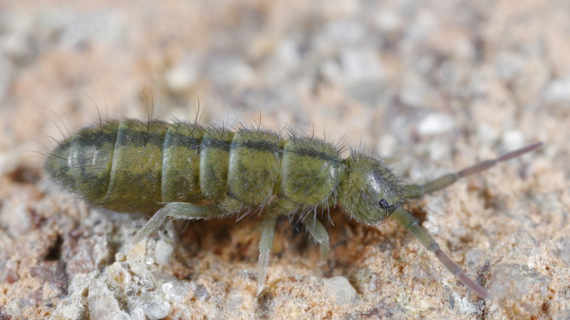 Isotoma riparia
