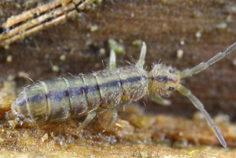 Isotoma riparia