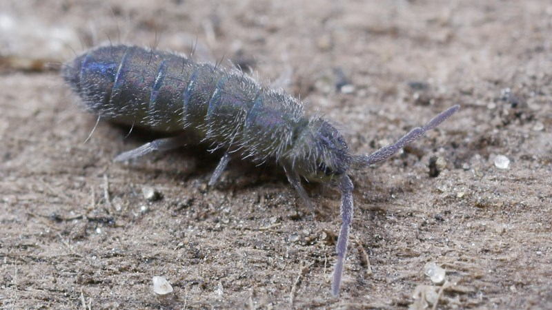Isotoma viridis