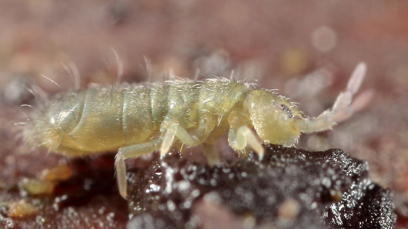 Isotoma viridis