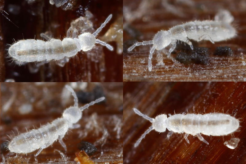Isotomiella minor