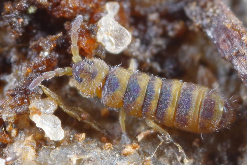 Isotomurus gallicus