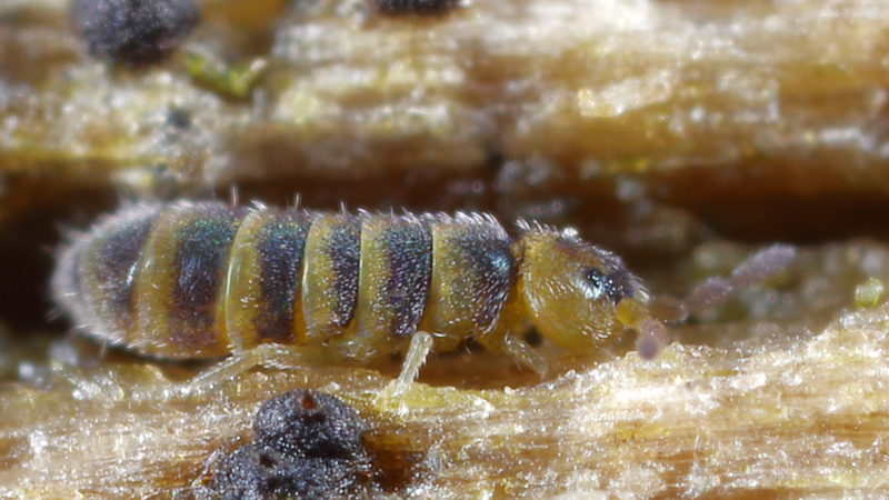 Isotomurus gallicus
