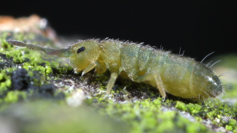 Isotomurus graminis