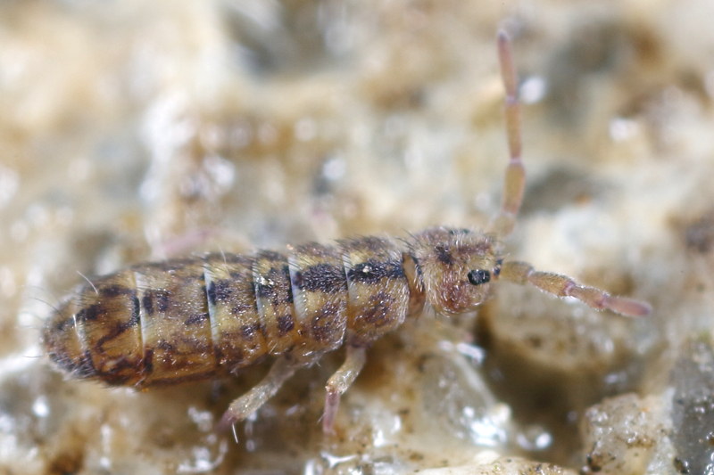Isotomurus maculatus