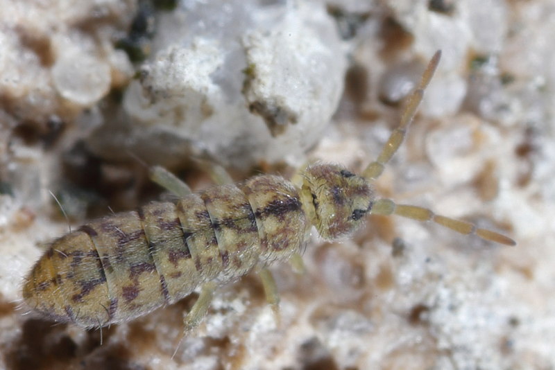 Isotomurus maculatus