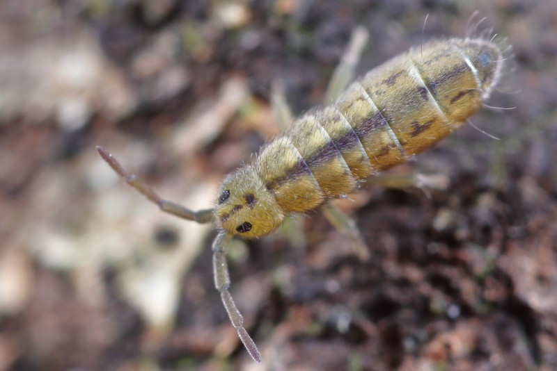 Isotomurus palustris