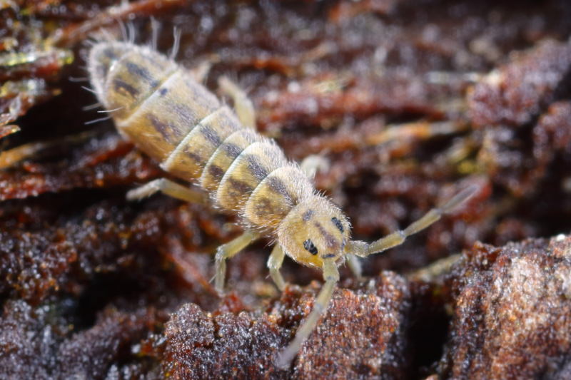 Isotomurus palustris