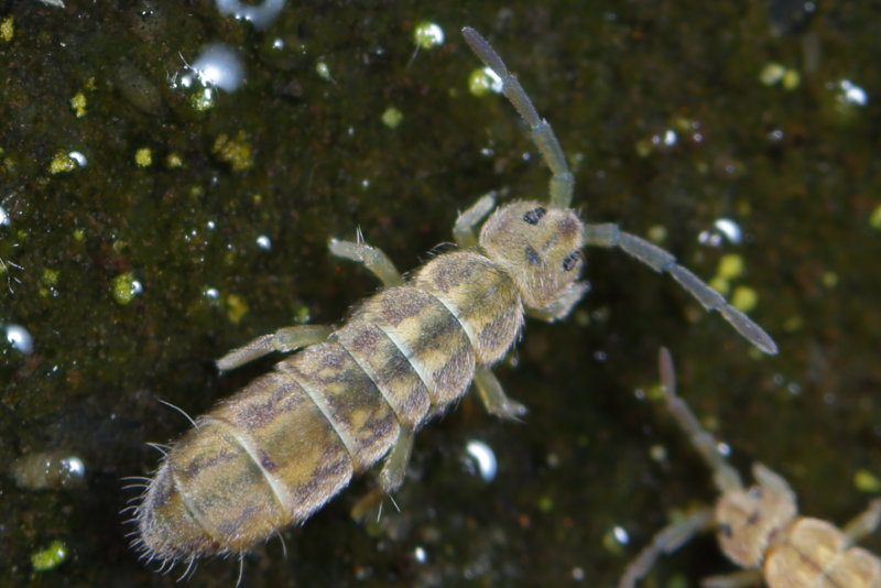 Isotomurus palustris