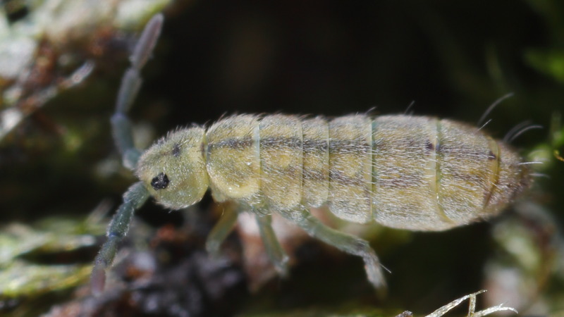 Isotomurus palustris