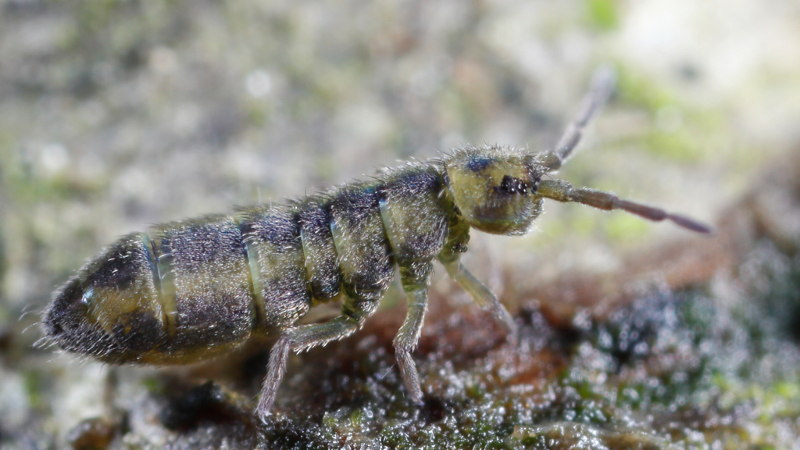 Isotomurus plumosus