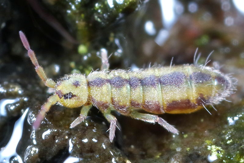Isotomurus plumosus, juveniel