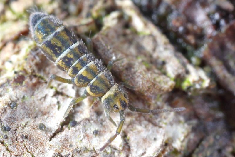 Isotomurus pseudopalustris
