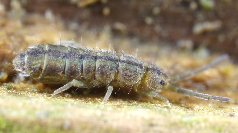 Isotomurus pseudopalustris