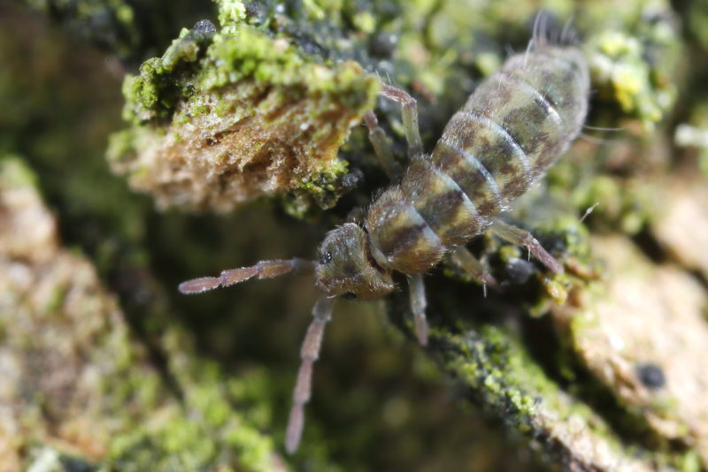 Isotomurus pseudopalustris f. gervaisi
