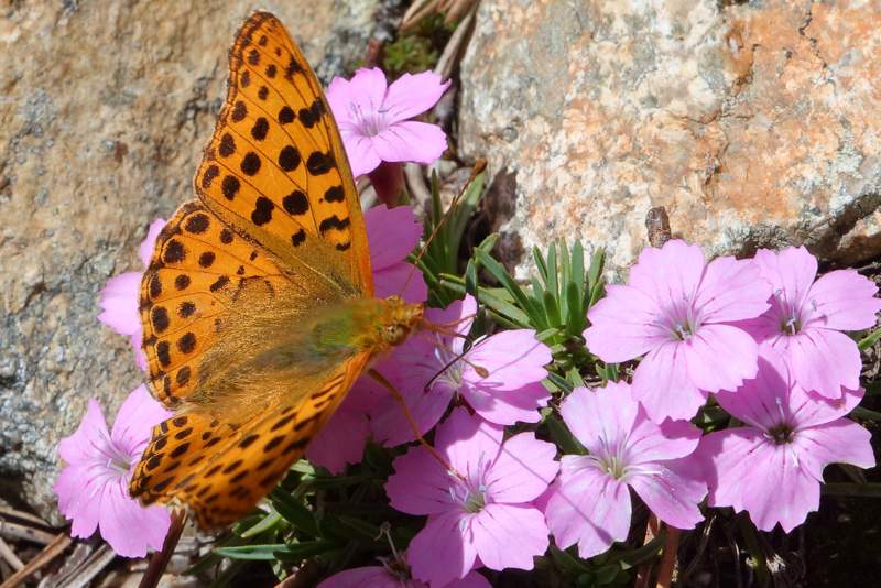 Kleine parelmoervlinder, Issoria lathonia (BG)