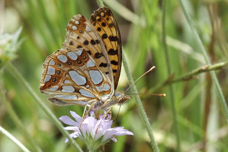 Kleine parelmoervlinder, Issoria lathonia (BG)