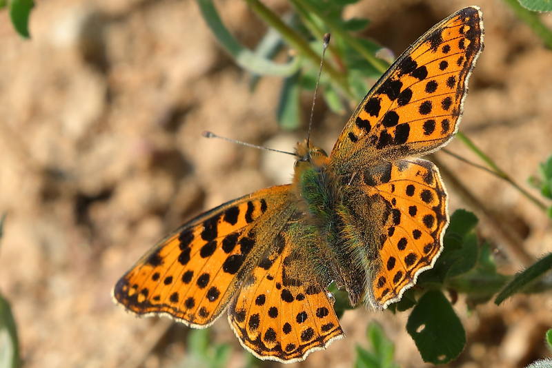 Kleine parelmoervlinder, Issoria lathonia (BG)