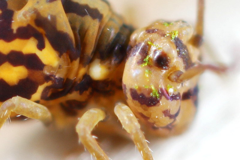 Jordanathrix sp. 4 (nr superba) met Laboulbeniales infectie