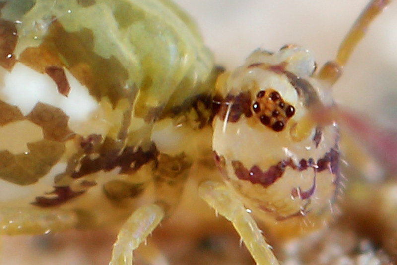 Jordanathrix sp. 4 (nr superba) normaal dier