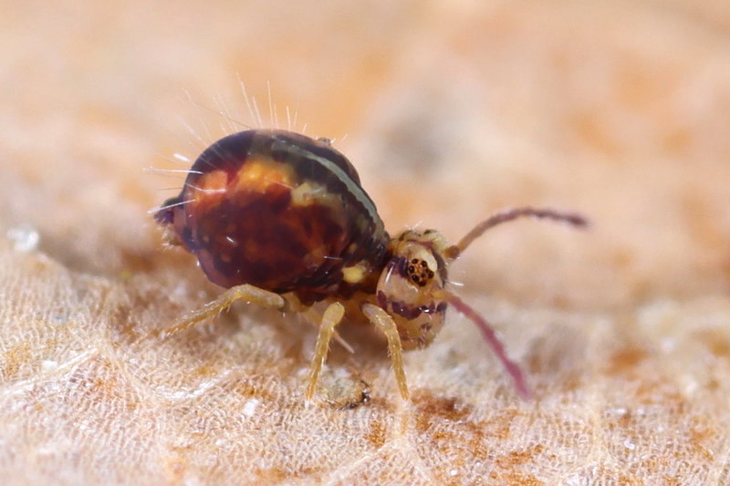 Jordanathrix sp. 4