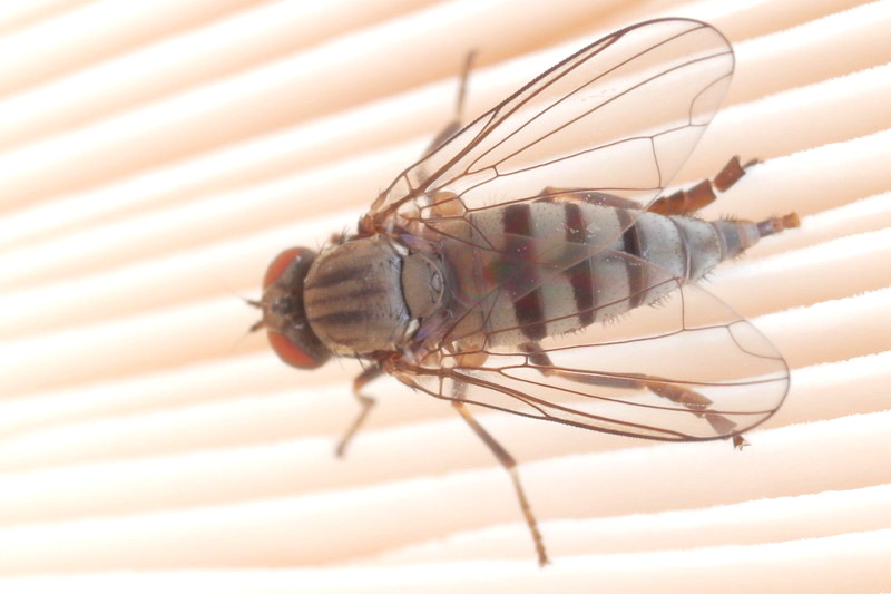 Parasolzwambreedvoet, Kesselimyia chandleri ♀