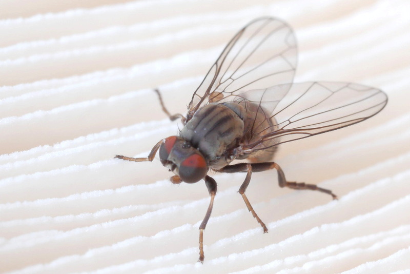 Parasolzwambreedvoet, Kesselimyia chandleri ♀