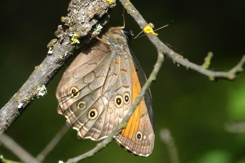 Grote schaduwzandoog, Kirinia roxelana (BG)