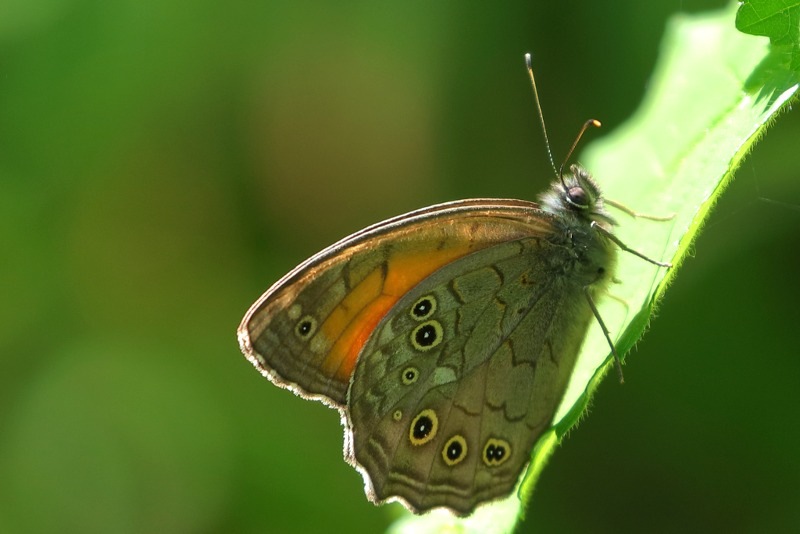 Grote schaduwzandoog, Kirinia roxelana (BG)