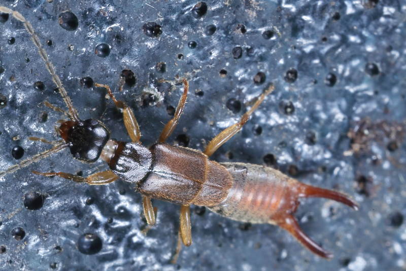Lesser Earwig, Labia minor ♂