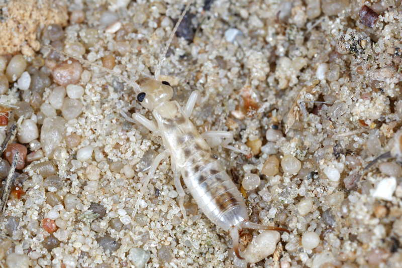 Giant or Tawny Earwig, Labidura riparia nimf