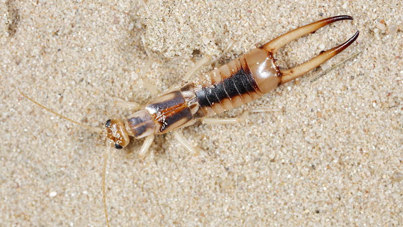 Giant or Tawny Earwig, Labidura riparia ♂