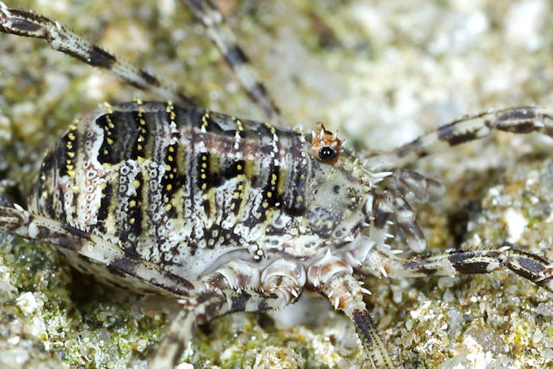 Lacinius dentiger